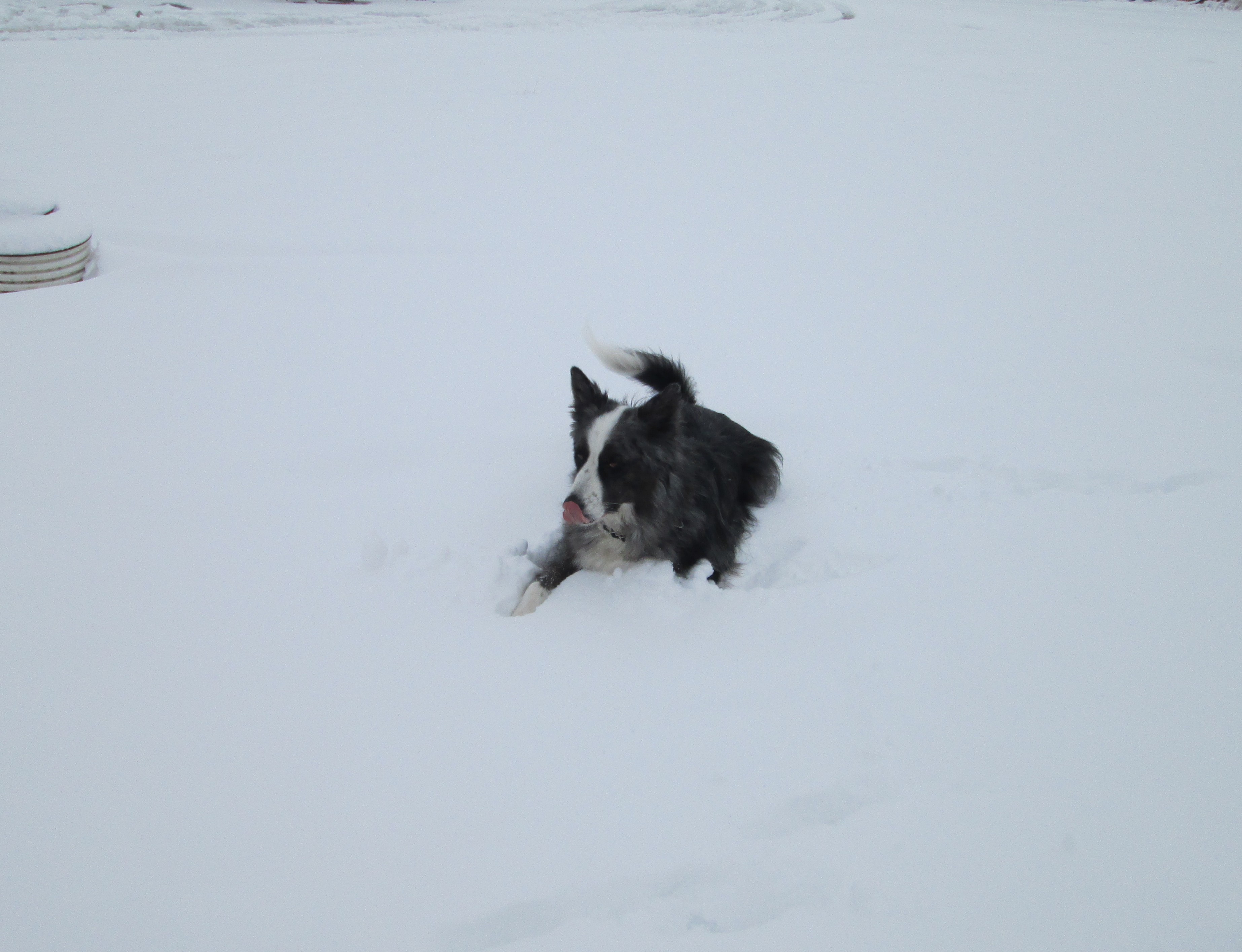 xmas2012-dinoInTheSnow02